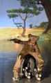 Lionking 0141